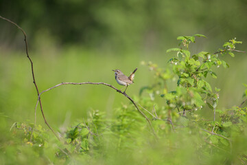 bird on a branch