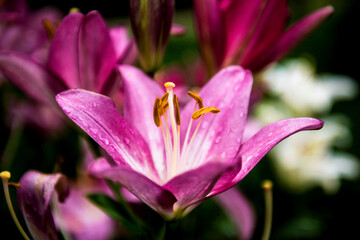 Fototapeta na wymiar Beautiful color Lilium longiflorum flower in spring season at botanical garden, close up.