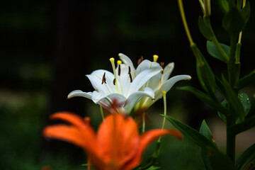 Beautiful color Lilium longiflorum flower in spring season at botanical garden, close up.