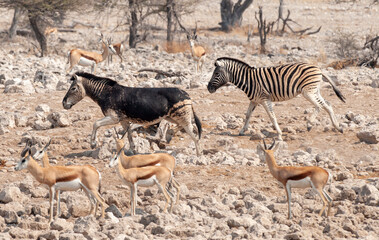 Obraz na płótnie Canvas Etosha National Park, Namibia, Africa, A rare black Zebra