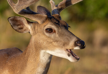White-tailed buck