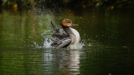 ente, bird, wasser, natur, see, wild lebende tiere, lappentaucher