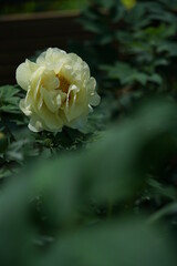Light Yellow Flower of Peony in Full Bloom

