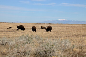Bison graze at Antelope Island in the Fall, Utah