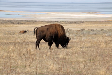 Bison graze at Antelope Island in the Fall, Utah