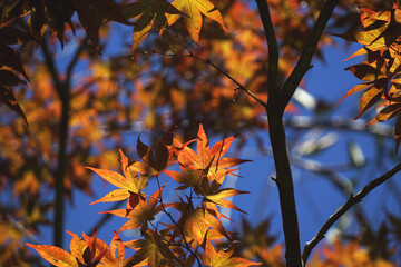 Autumn leaves that have begun to change color,  色づき始めた紅葉の葉