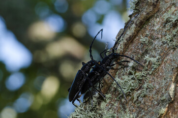 Close up oc Capricorn Beetles mating