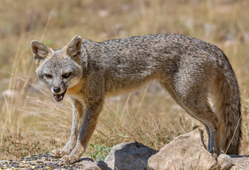 Gray Fox