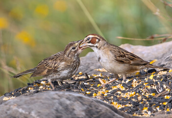 Lark Sparrow feeding its young