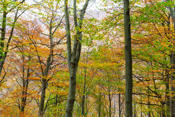 Beautiful autumn scenery and colorful foliage in the forest, in the Alps
