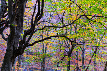 Beautiful autumn scenery and colorful foliage in the forest, in the Alps