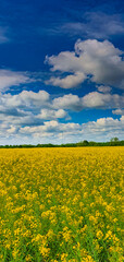 Canola fields in a remote rural area, on a bright spring day