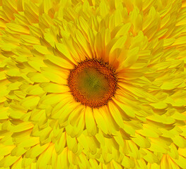 Background of beautiful yellow sunflowers 