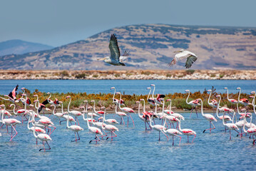 Fototapeta premium Flock of pink flamingos runing on the blue salt lake near izmir bird paradise - Izmir, Turkey