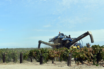 Side view of grape harvest in the vineyard