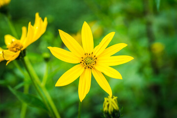 Obraz premium Beautiful yellow blooming Jerusalem artichoke in the garden. Selective focus. Shallow depth of field. 