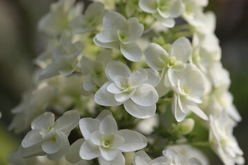 Fototapeta na wymiar 白い柏葉紫陽花の花 This white flower is Hydrangea.