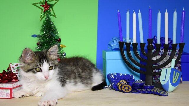 HD video of an adorable gray and white kitten laying between Christmas and Hanukkah scenes. Yawns while looking around. Many multi faith families celebrate both Xmas and Hanukkah. Chrismukkah
