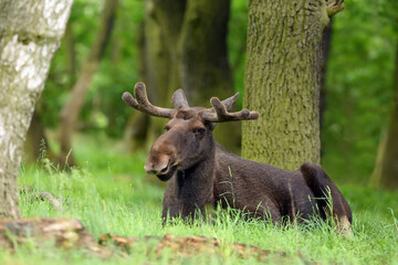 The moose (North America) or elk (Eurasia) scientific name (Alces alces) in the summer forest.Big...