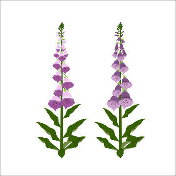 Digitalis (purple foxglove) medicinal and flowering plant.