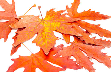 Fototapeta na wymiar Close-up of maple autumn leaf on white