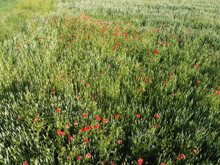 Wild poppies on a wheat field, aerial view. Red wildflowers.