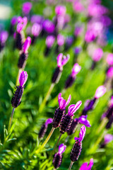 Lavender blooming in a field against greenery background. The aroma of plants attracts bees and butterflies.