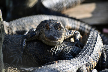 Fototapeta premium Alligator looking at you