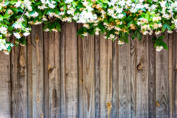 White star jasmine in foreground with a wooden fence as blurred background.