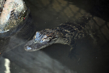 Alligator stocking food in water