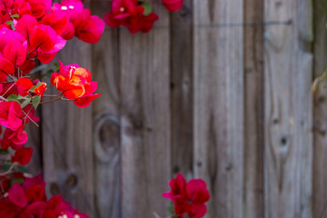 Fototapeta na wymiar The red bougainvillea in foreground with a wooden fence as blurred background.