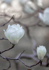 Fototapeta na wymiar white magnolia flowers