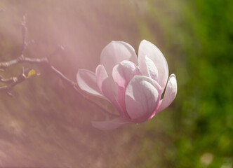 pink magnolia blossom