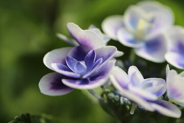 白と青のグラデーションが美しい紫陽花の花
Hydrangea with a beautiful white and blue gradation.