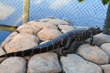 Juvenile alligator walk across rocks
