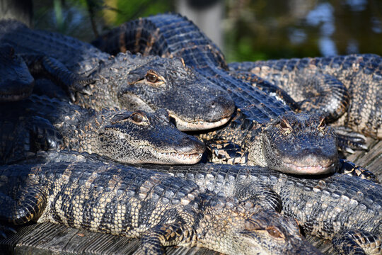 Large pile of alligators warming up