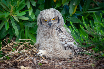 A Young Spotted Eagle Owl