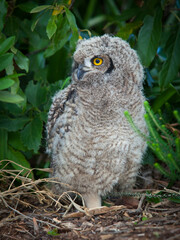 A Young Spotted Eagle Owl