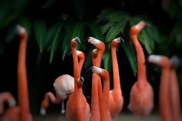 Gardinen The American flamingo is a large species of flamingo closely related to the greater flamingo and Chilean flamingo © saher