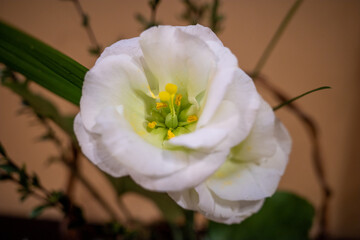 artiful flower