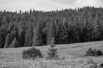 Majestic view of forest with open field in front of it during a hot summer day