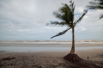 palm tree on the beach soil erosion 