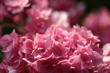 薄いピンクの美しい紫陽花の花
Light pink beautiful Hydrangea flowers.
