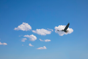 Eagle fly in white clouds in the sky