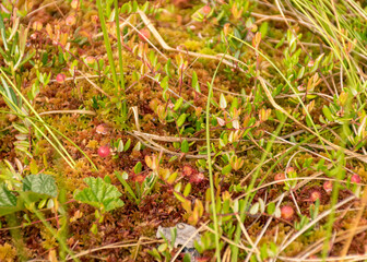 bog vegetation background, bog grass, plants, water, moss, summer in the bog