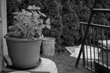 Fototapeta na wymiar Plant in a brown flowerpot AM