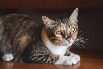 Portrait of Asia short hair with black sttripe cat lying on table in dark, Pet animal