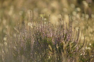 Heidekraut in der abendlichen Sonne