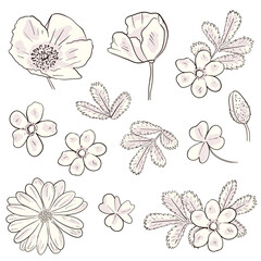  Vector Floral vector set with wild flower 