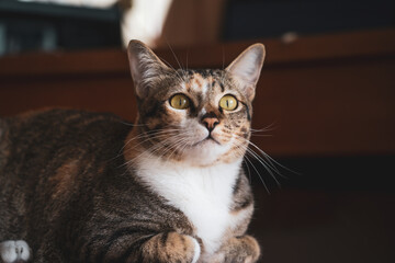 Naklejka premium Portrait of Asia short hair with black sttripe cat lying on table in dark, Pet animal